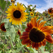 Sunflower 'Evening Sun' (Organic)