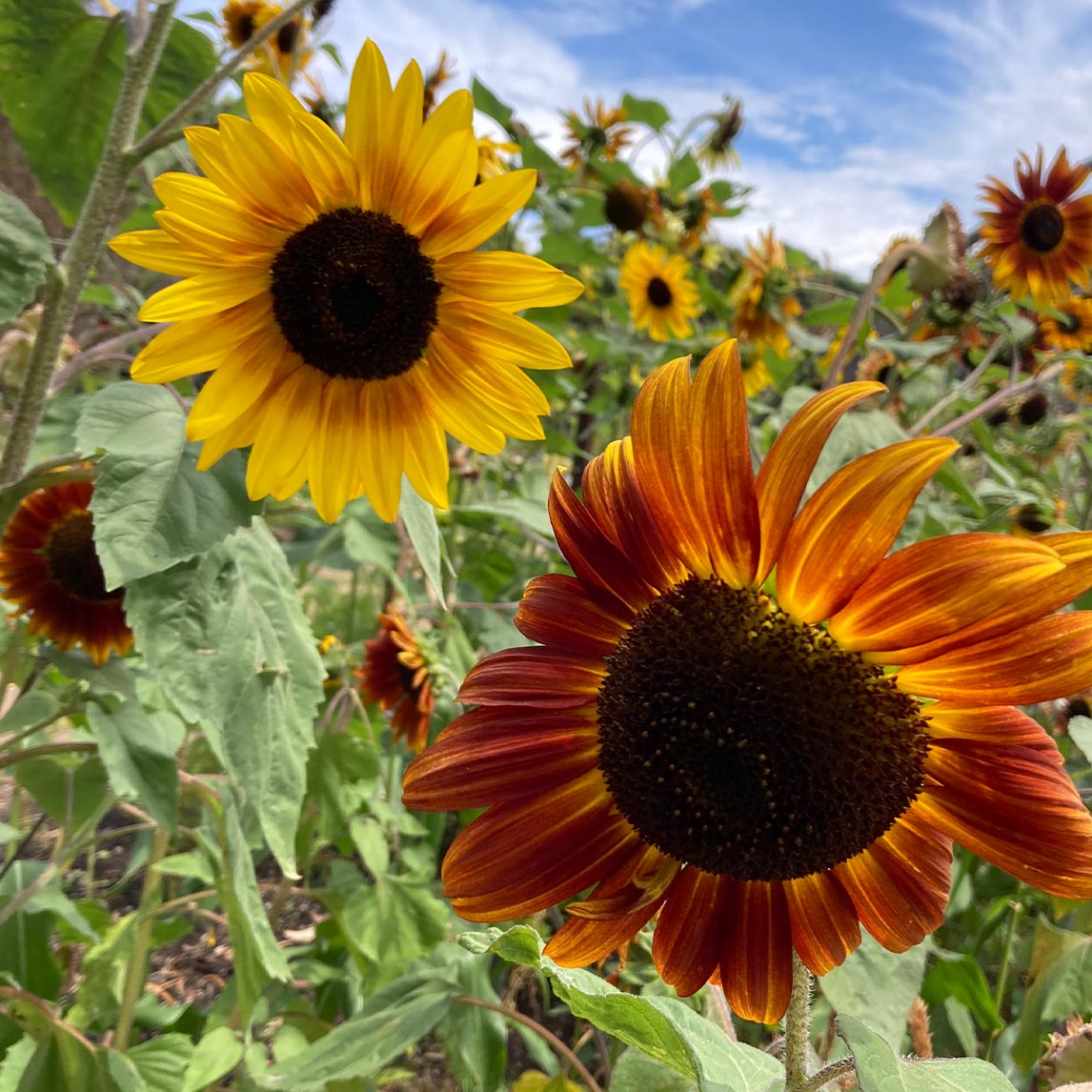 Sunflower 'Evening Sun' Organic The Diggers Club
