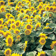 Sunflower 'Van Gogh's Landscape'