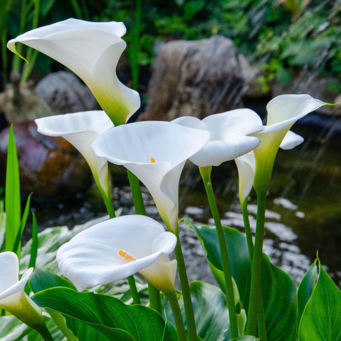 Calla Lily 'Swan Lake'