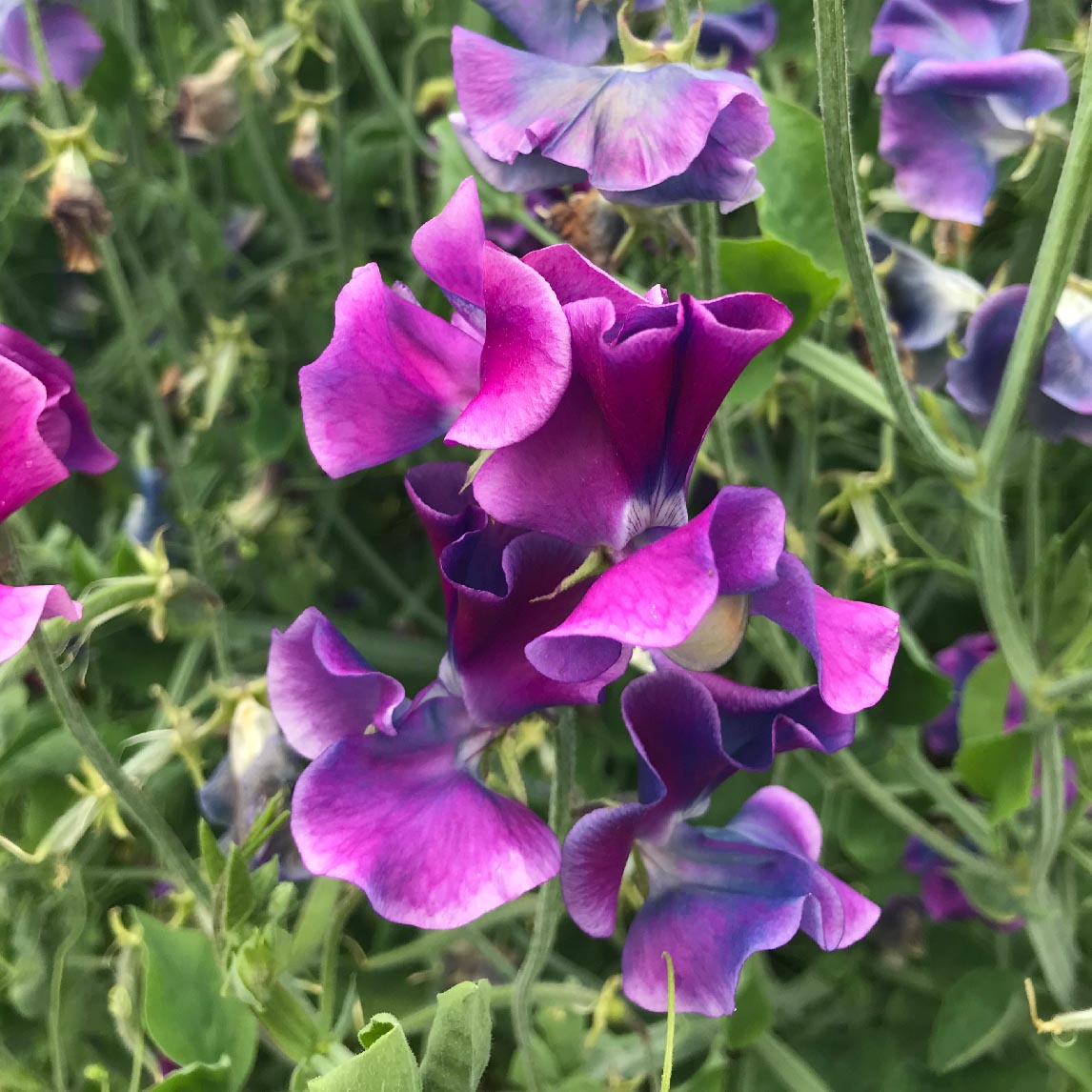 Sweet Pea 'Blue Shift'