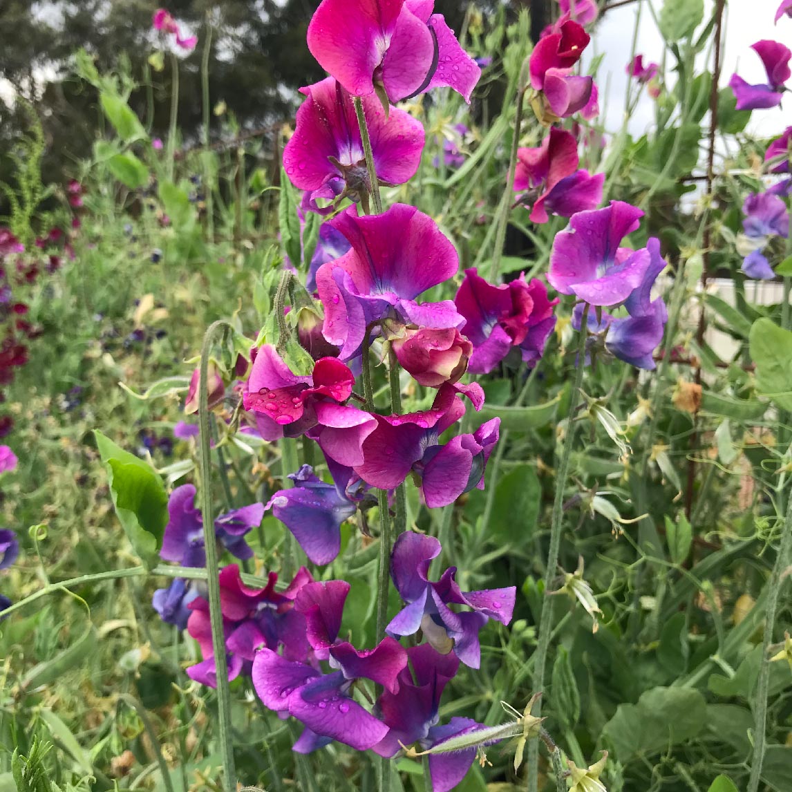 Sweet Pea 'Blue Shift' (Organic)