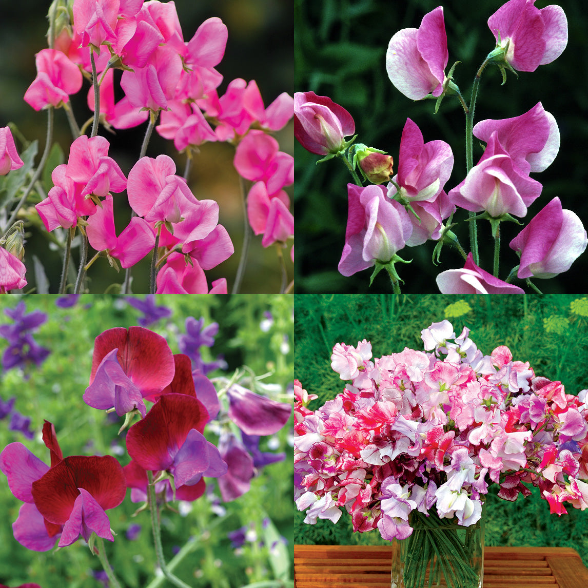Sweet Pea Heirloom Collection