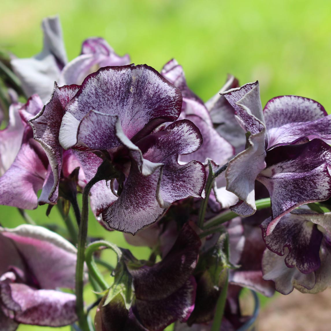 Sweet Pea ‘chocolate Flake’