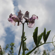 Sweet Pea ‘Nimbus’
