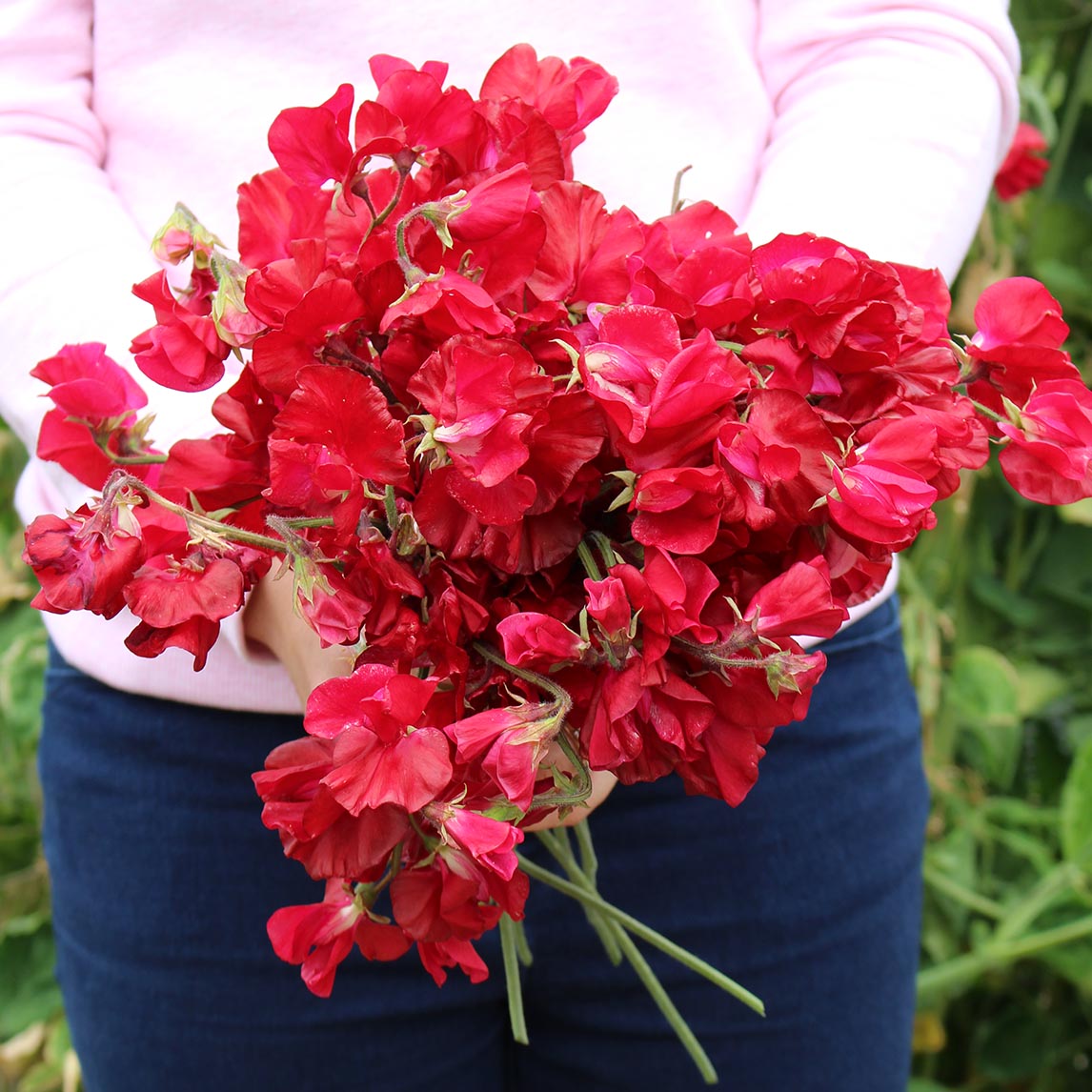 Sweet Pea ‘Solstice Crimson’