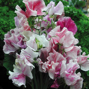 Sweet Pea Spencer Ripple Mix