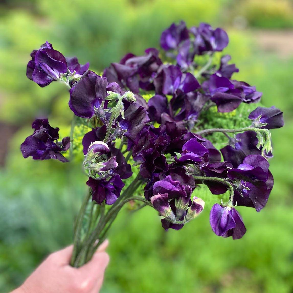 Sweet Pea 'Triple G'