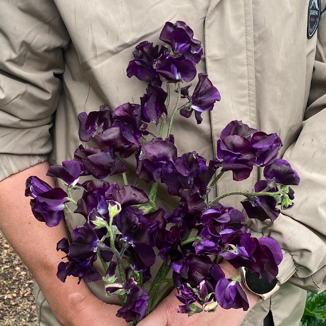 Sweet Pea &#39;Triple-G&#39;