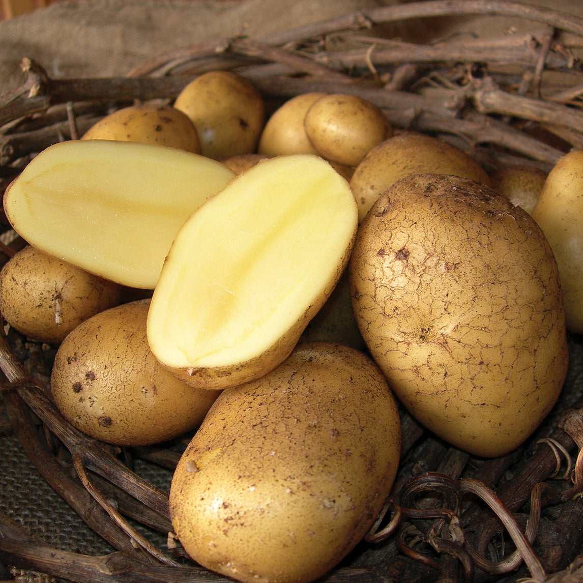 Seed Potato - 'Bintje'