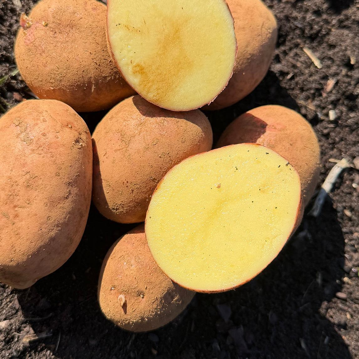 Seed Potato 'Red Lady' PBR