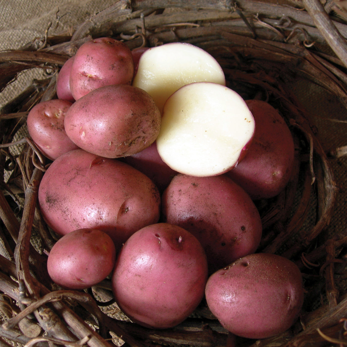 Seed Potato 'Ruby Lou'