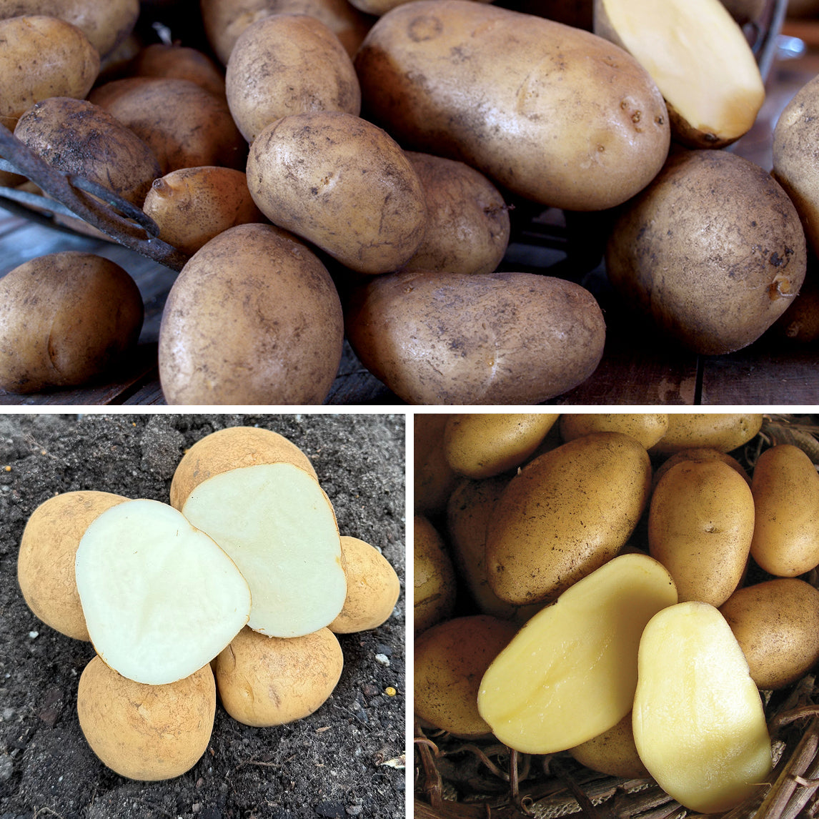 The Ultimate Potato Trio