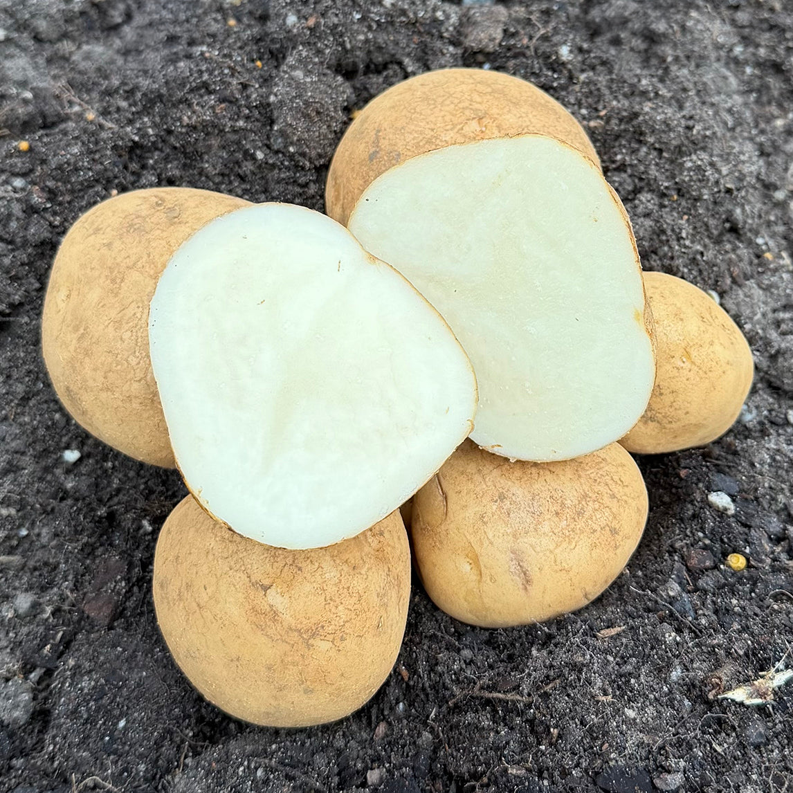 Seed Potato 'White Star'
