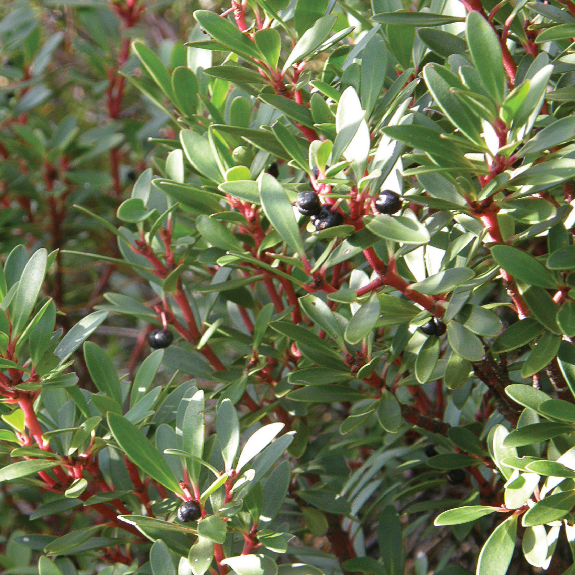 Tasmanian Pepperberry FEMALE