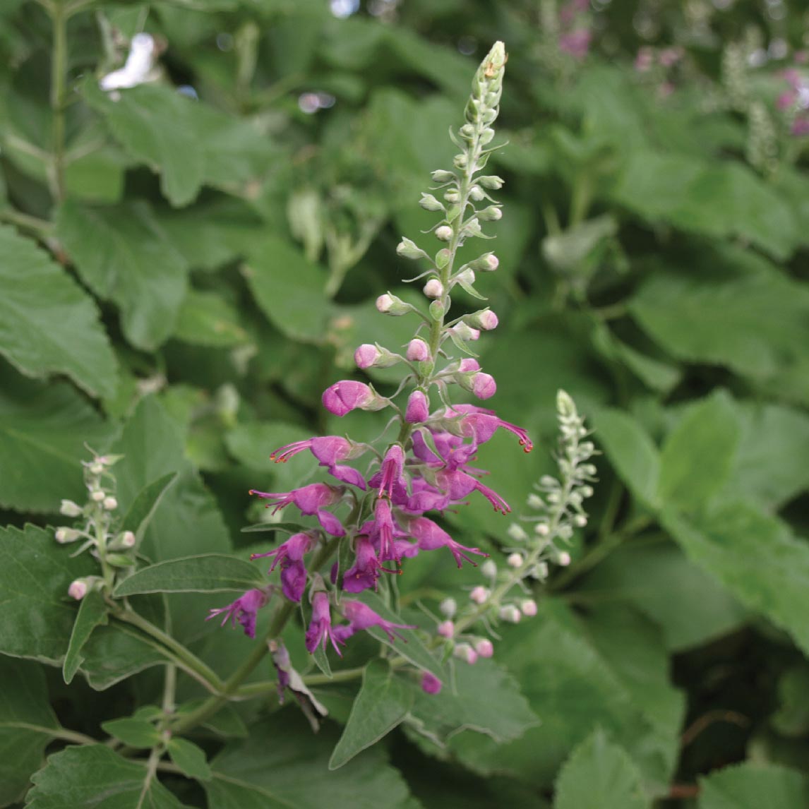 Teucrium Betonicum