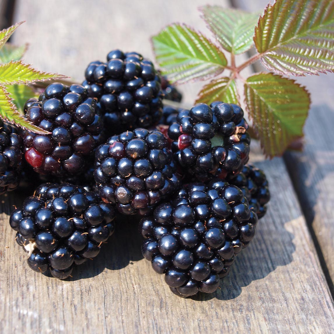 Thornless Blackberry 'Chester'
