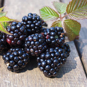 Thornless Blackberry 'Chester'