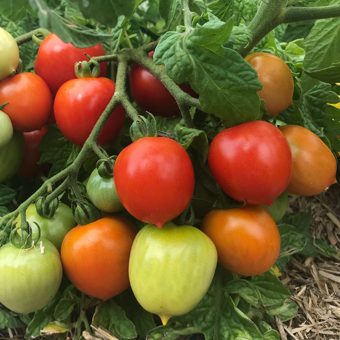 Tomato 'Geranium Kiss'