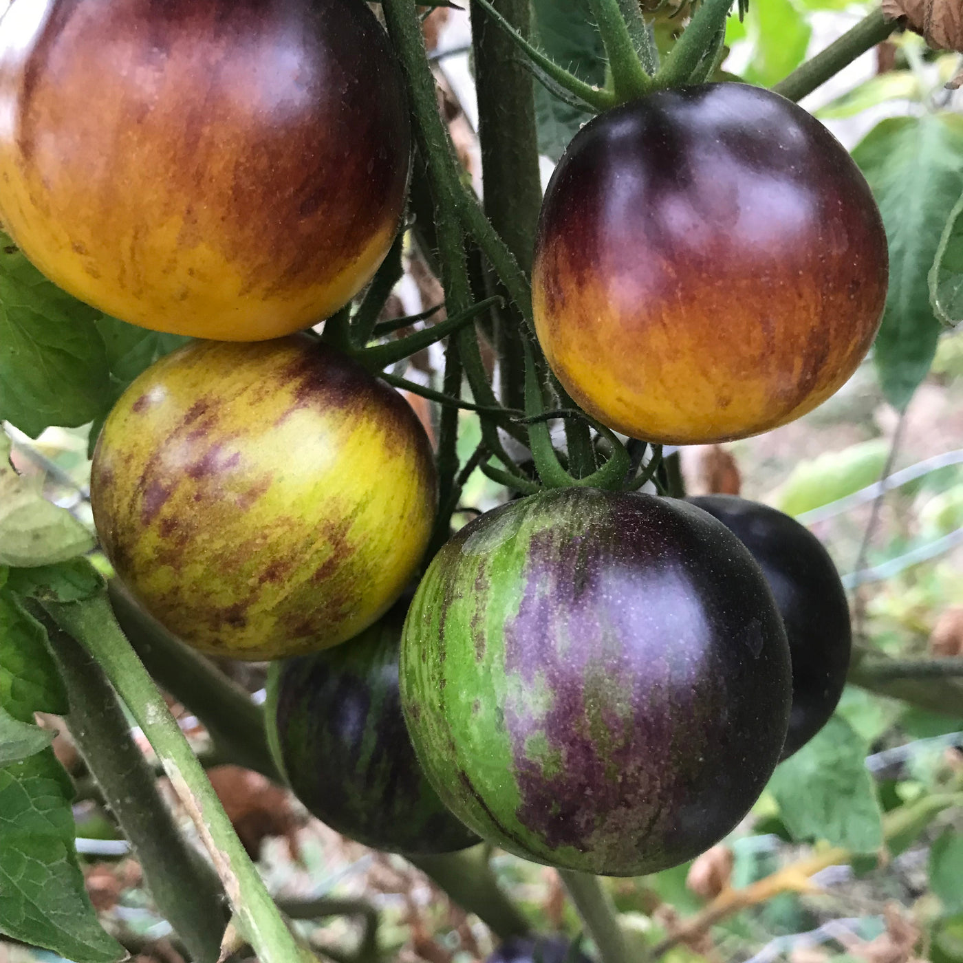 Tomato 'Stripes of Yore'