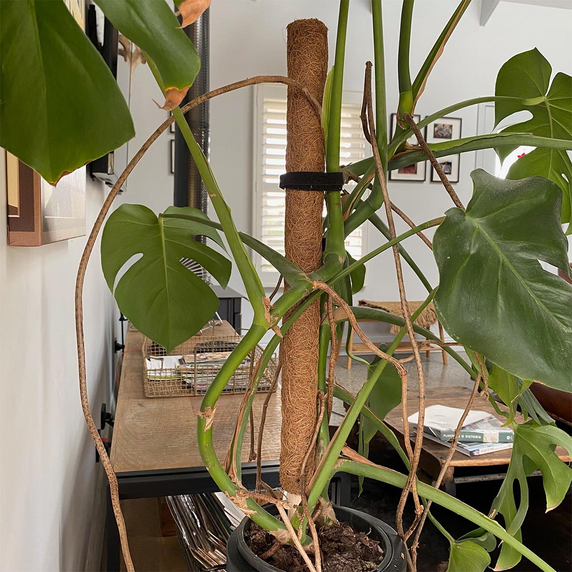 Totem Plant Trainer 60cm