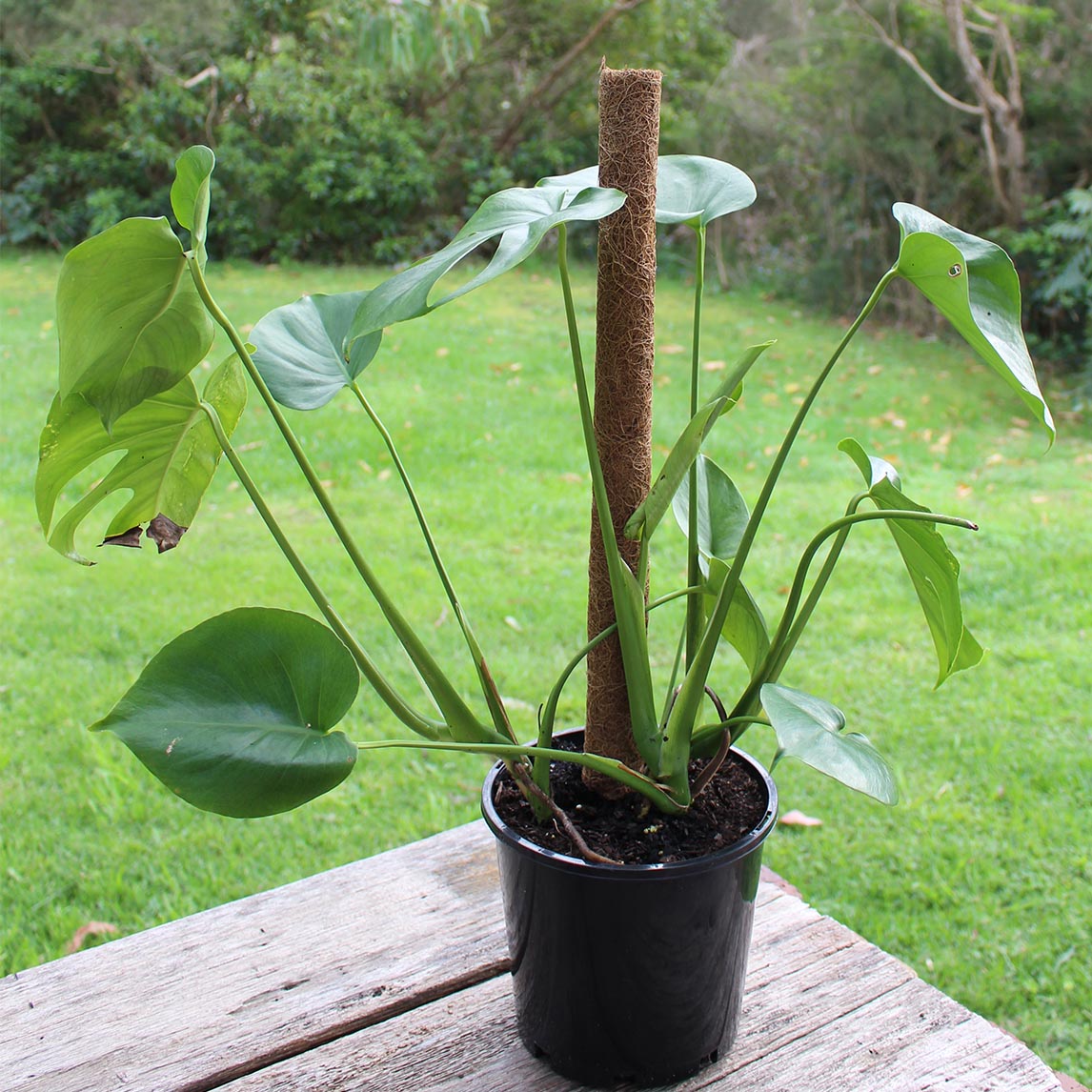 Totem Plant Trainer 60cm