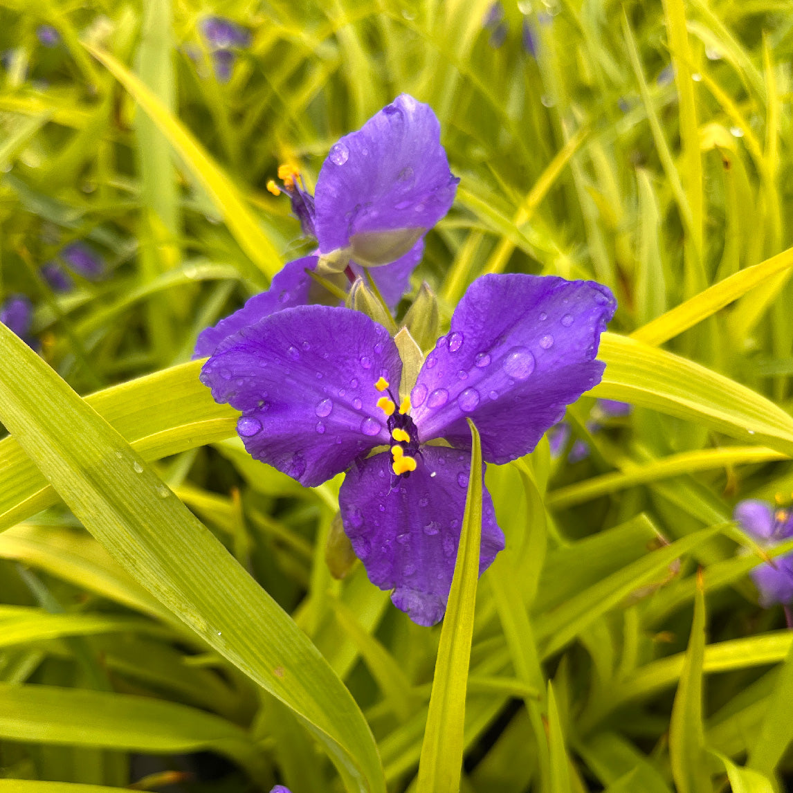 Tradescantia &#39;Sweet Kate&#39;