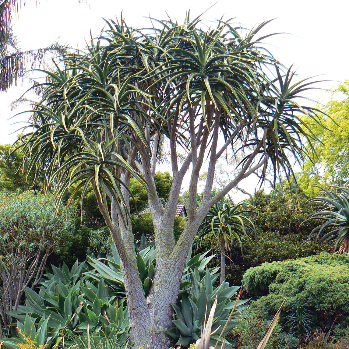 Tree Aloe
