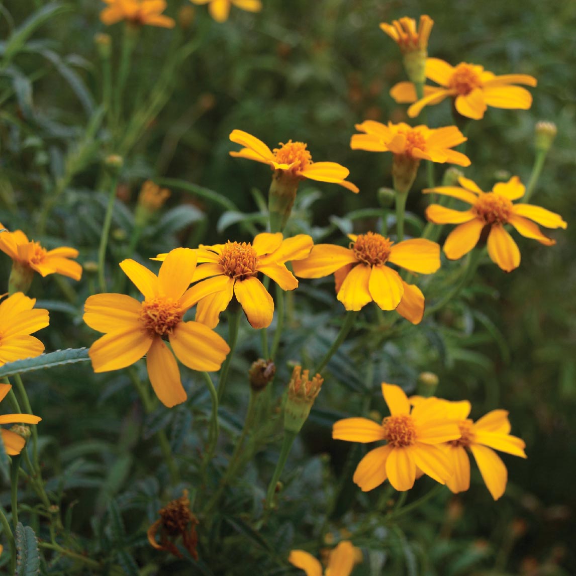 Tree Marigold