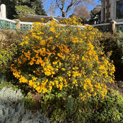 Tree Marigold