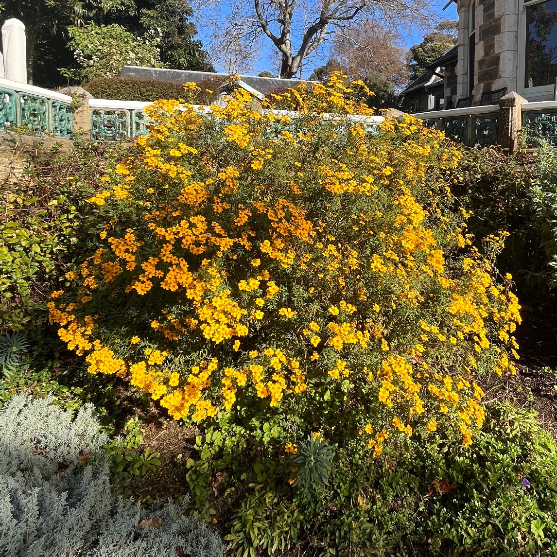 Tree Marigold