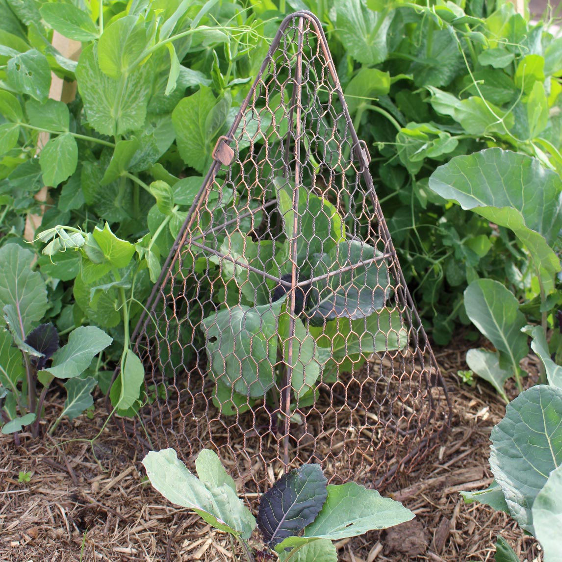 Triangle Garden Cloche