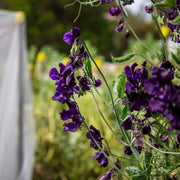 Sweet Pea 'Triple G'