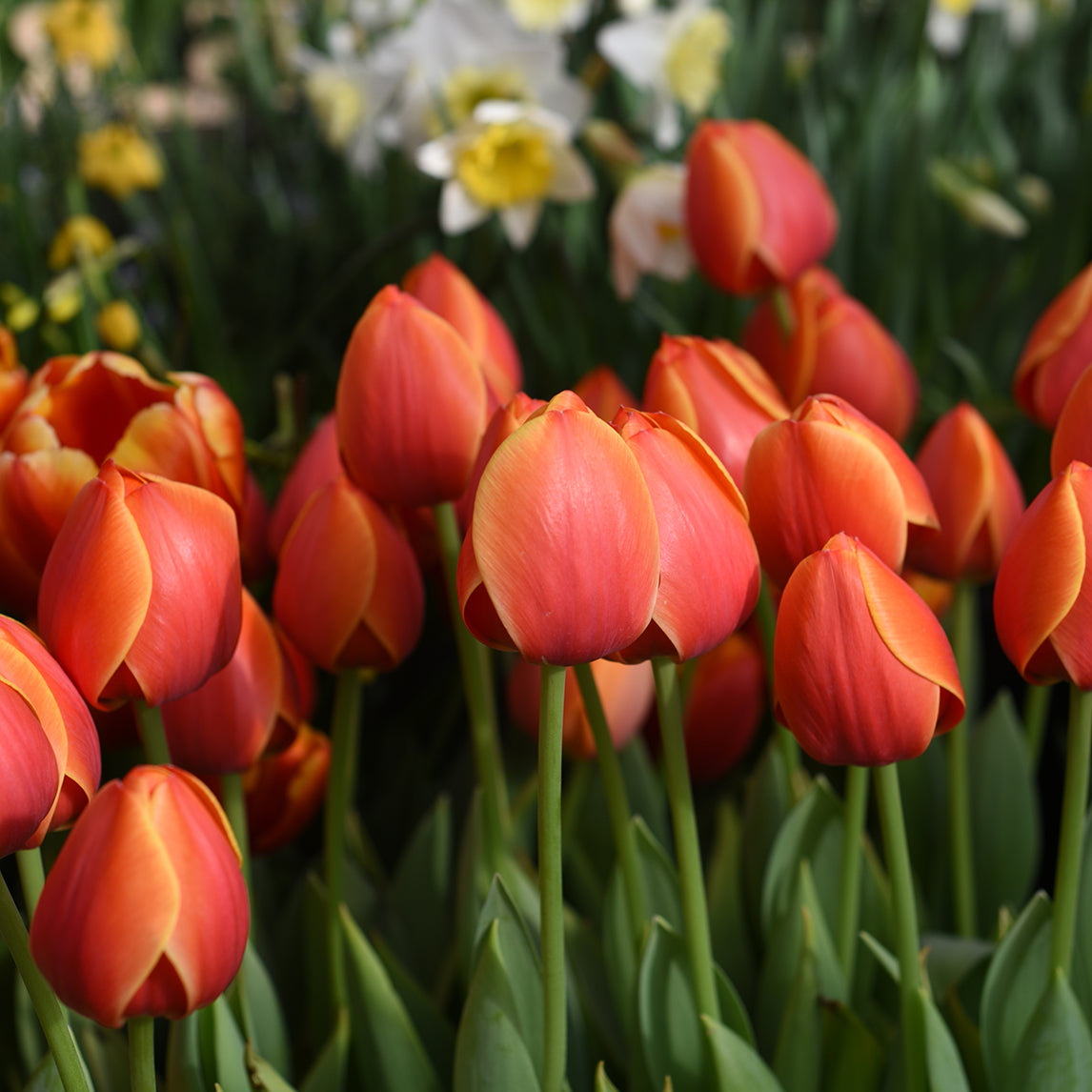 Tulip Ad Rem (5 Bulbs)