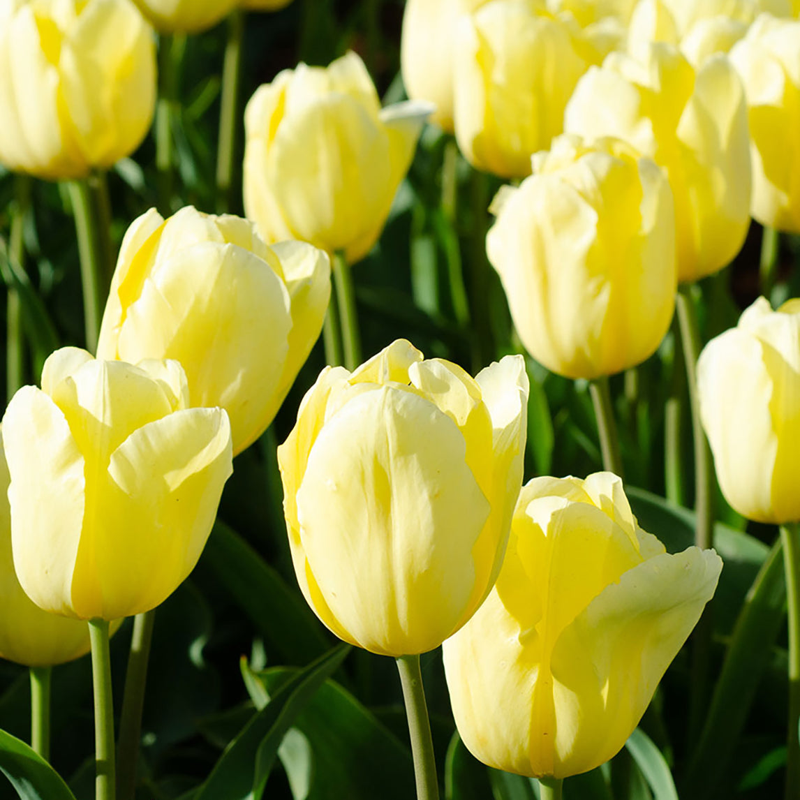 Tulip Lemon Delicious (5 Bulbs)
