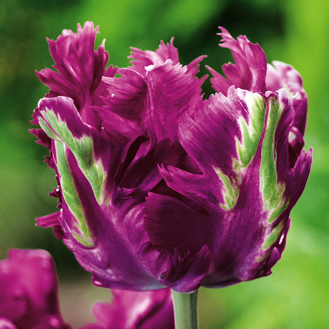 Tulip - Negrita Parrot