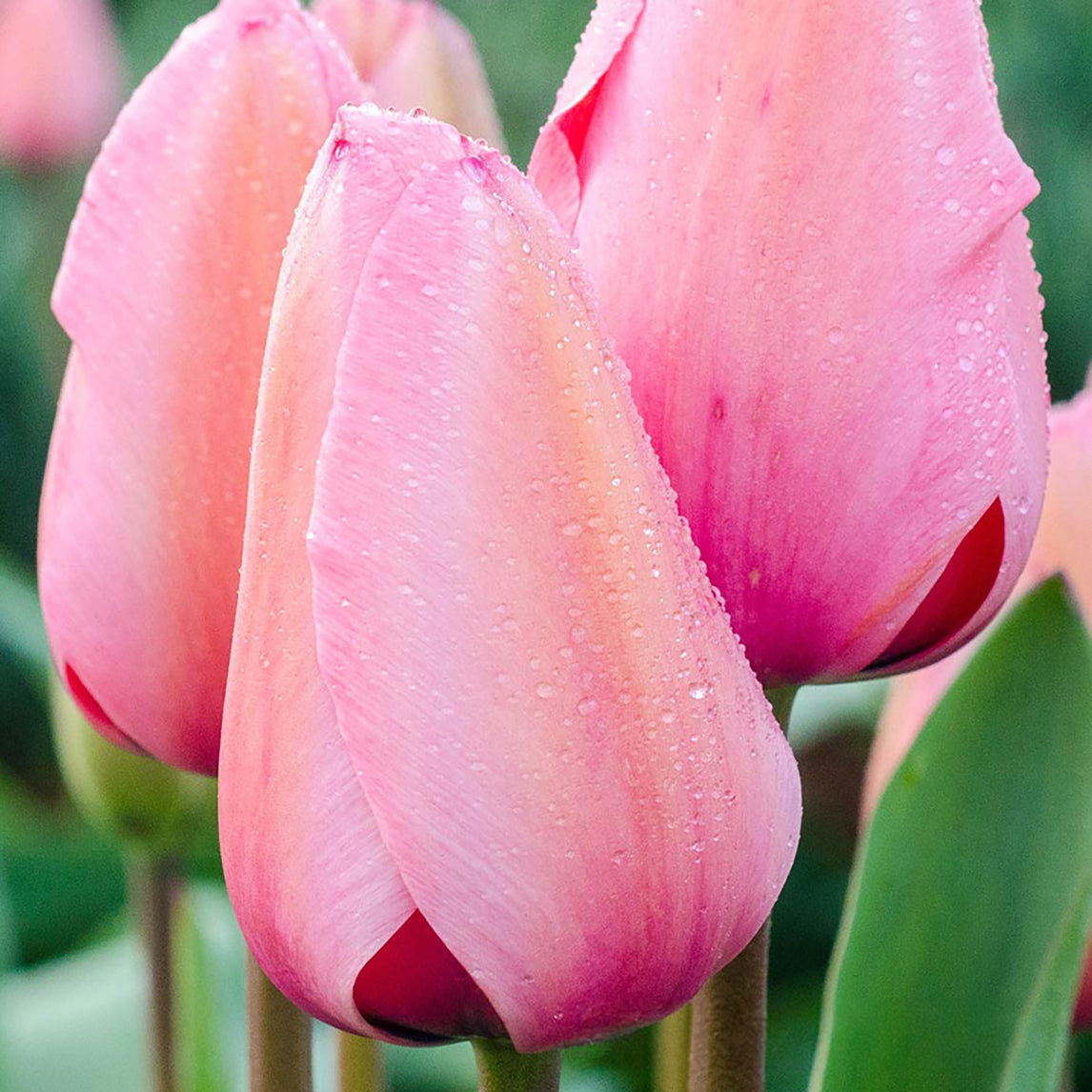 Tulip 'Pink Impression'