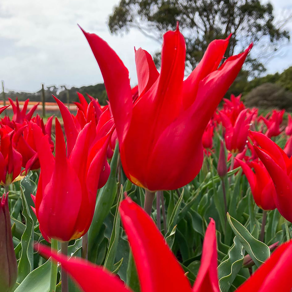 Tulip - Pretty Woman