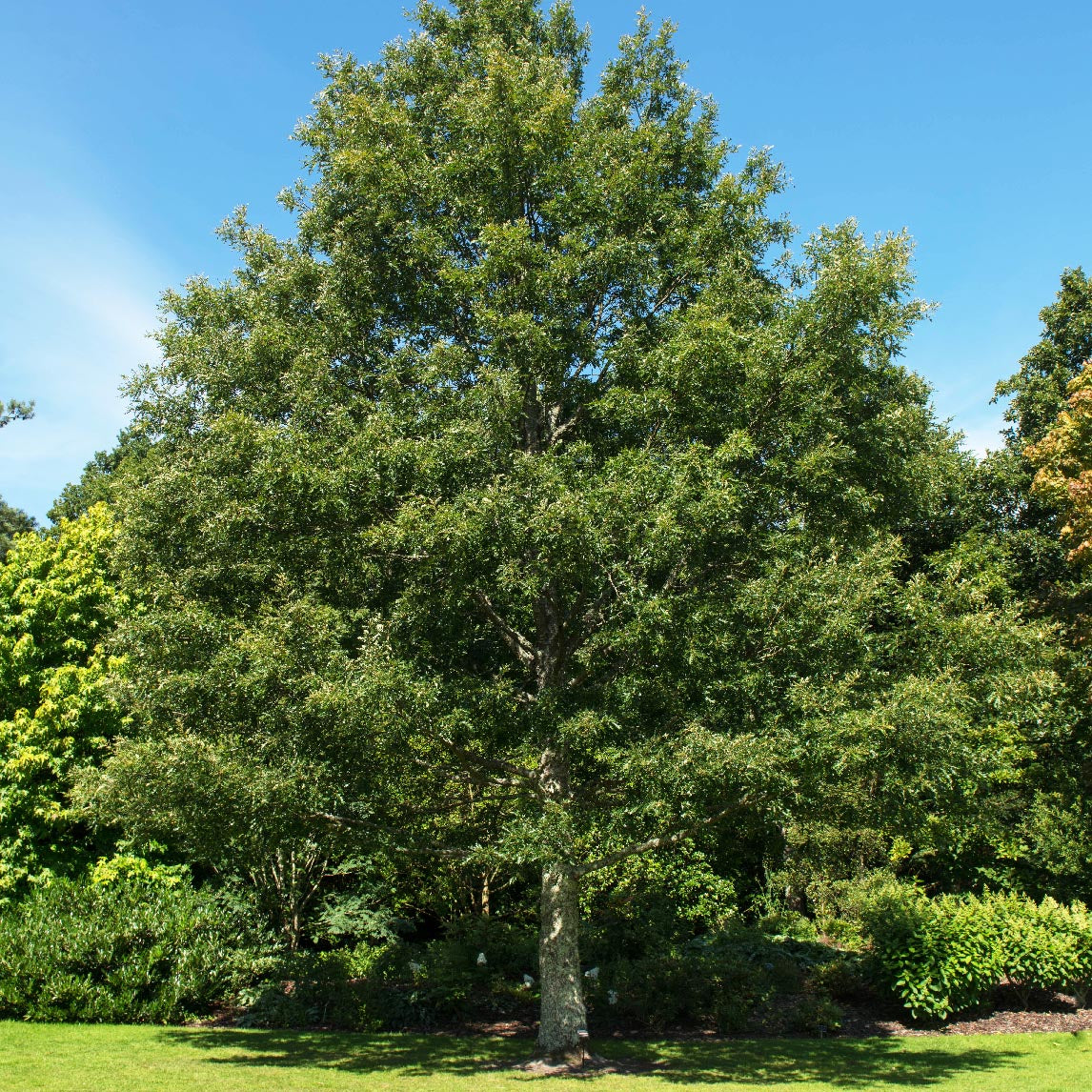 Turkey Oak Seeds