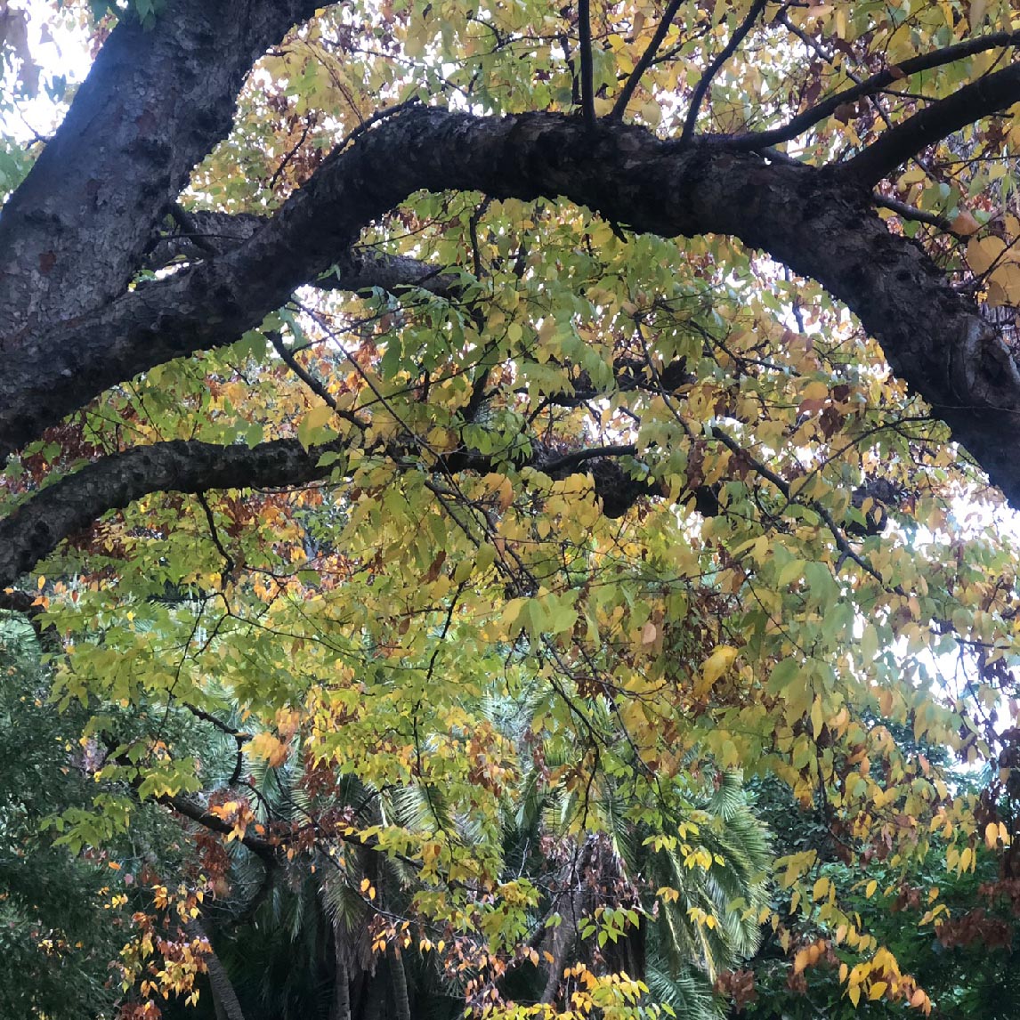 Turkey Oak