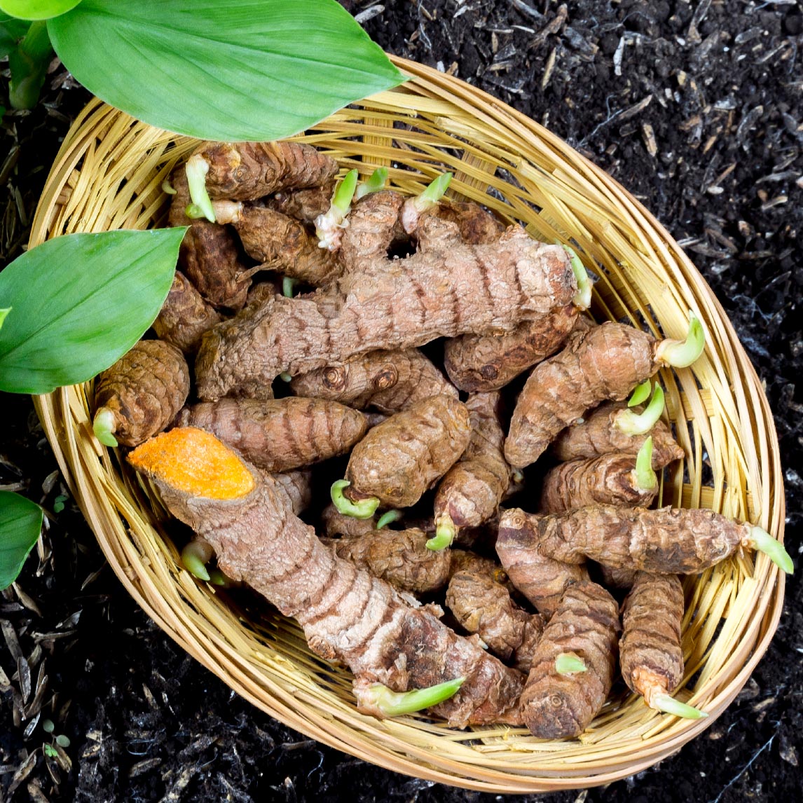 Turmeric - Potted Plant