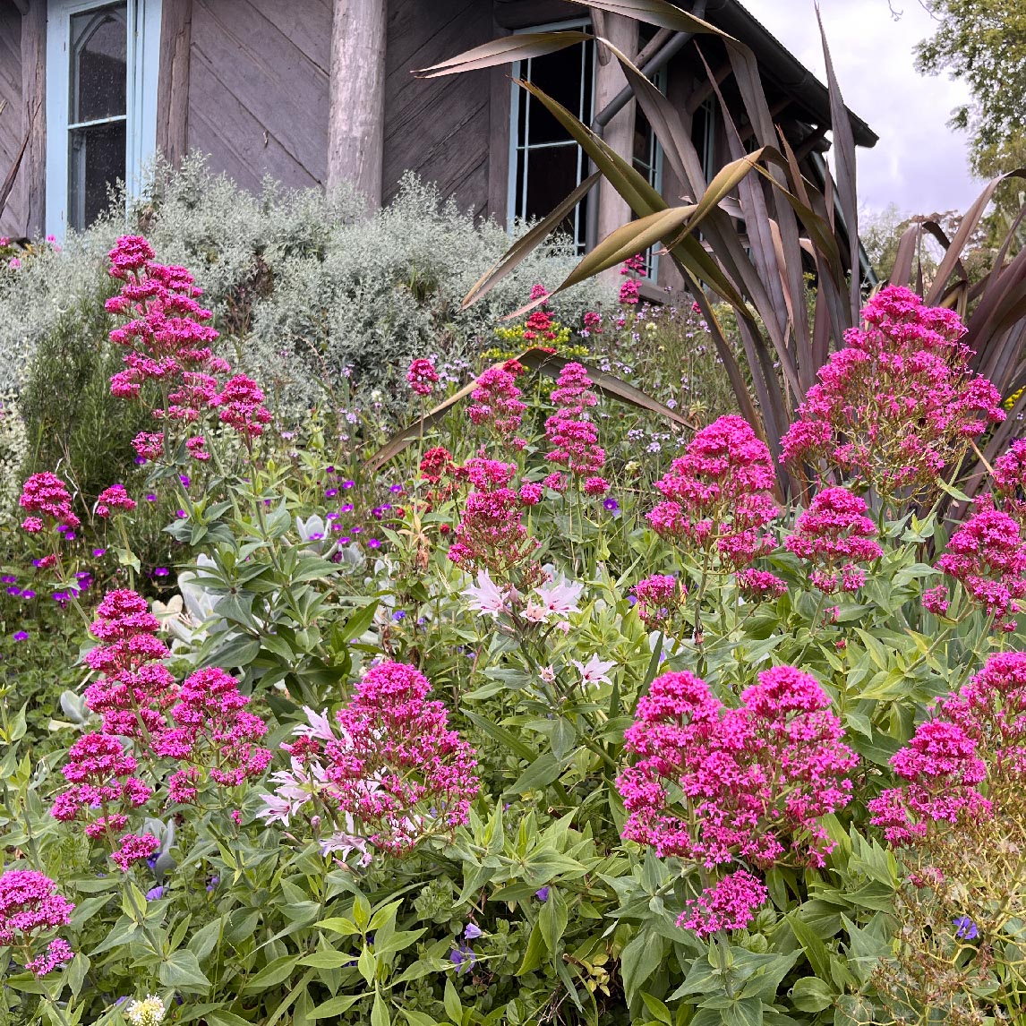 Pink Valerian