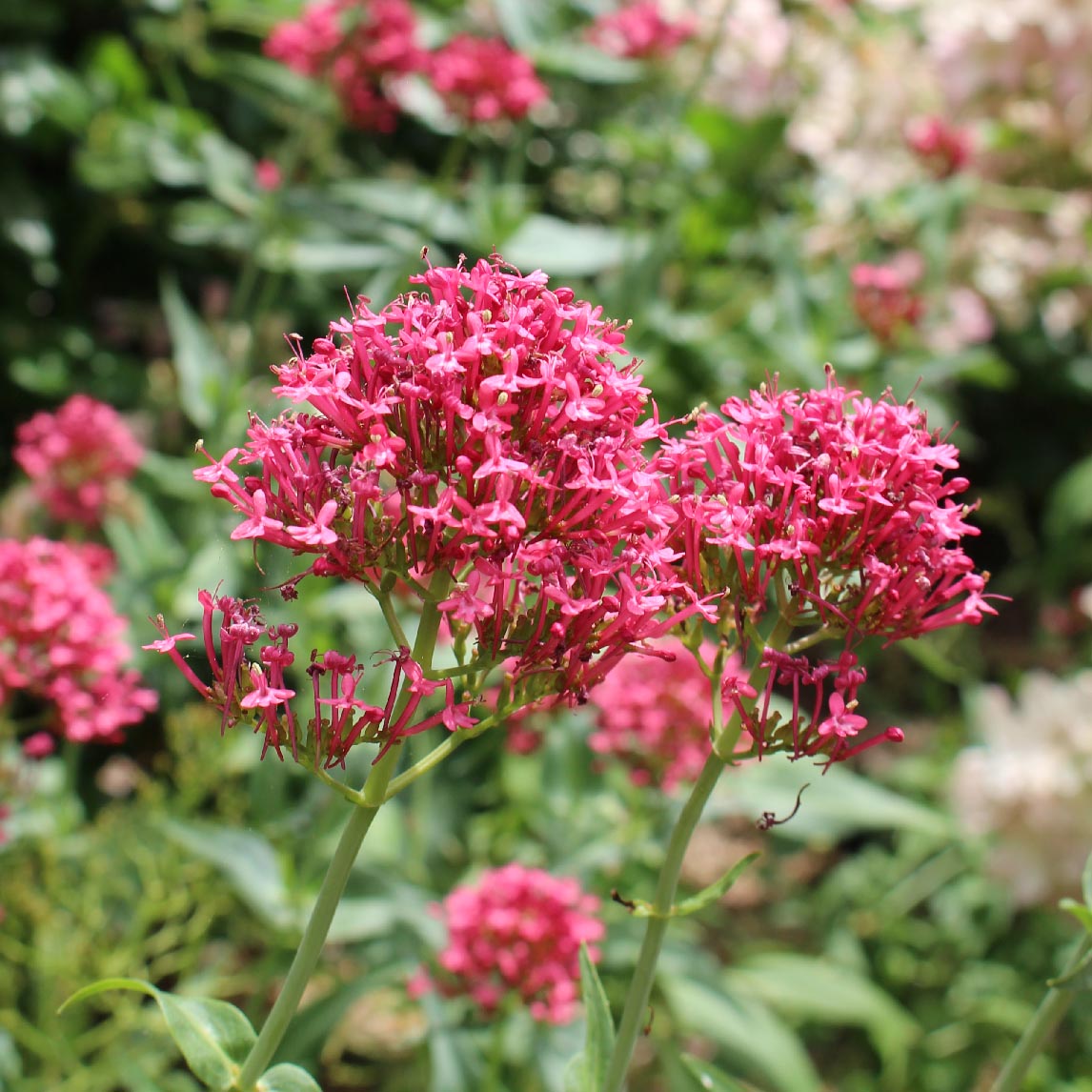 Pink Valerian
