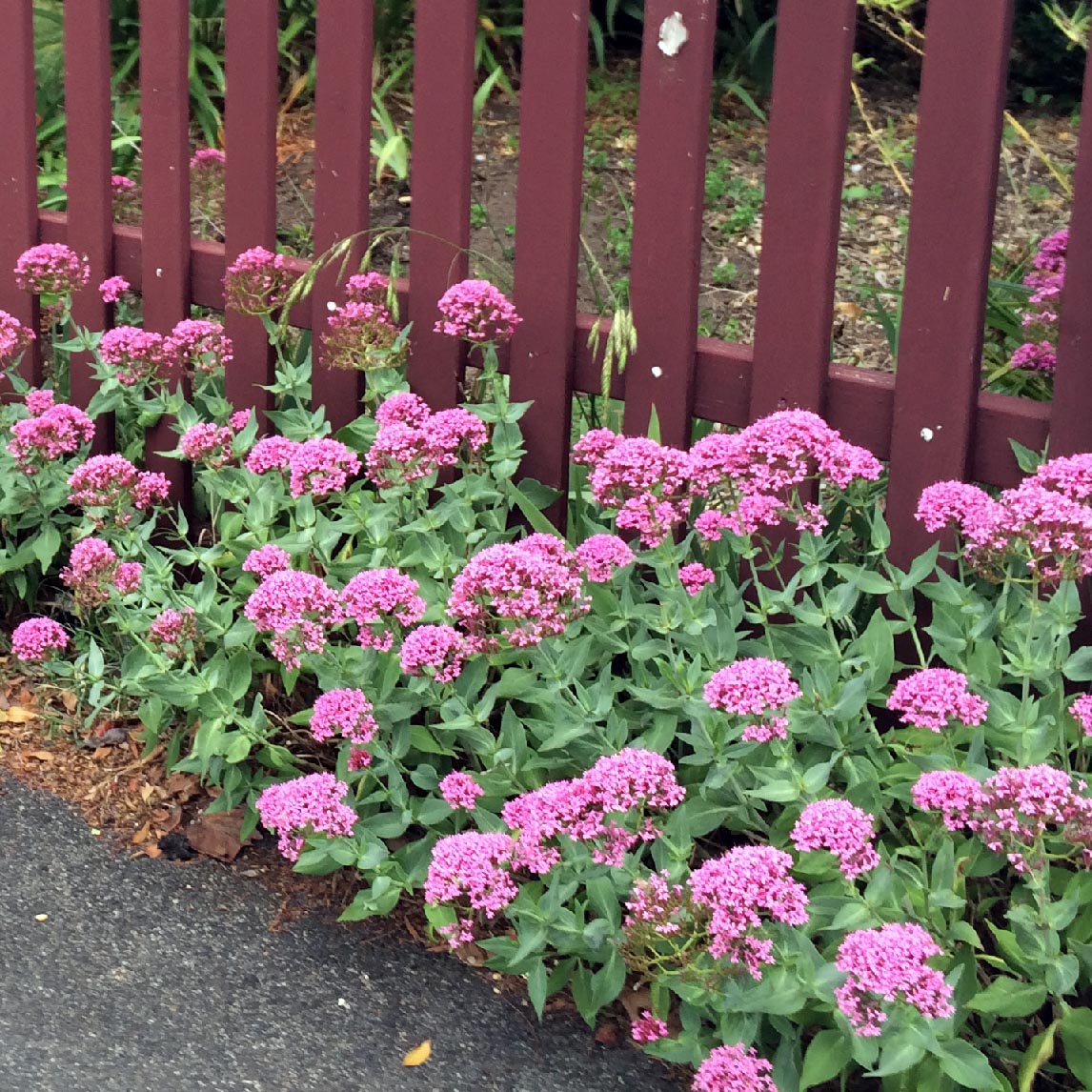 Pink Valerian
