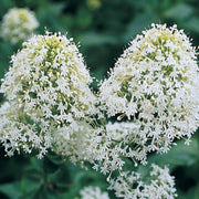 White Valerian
