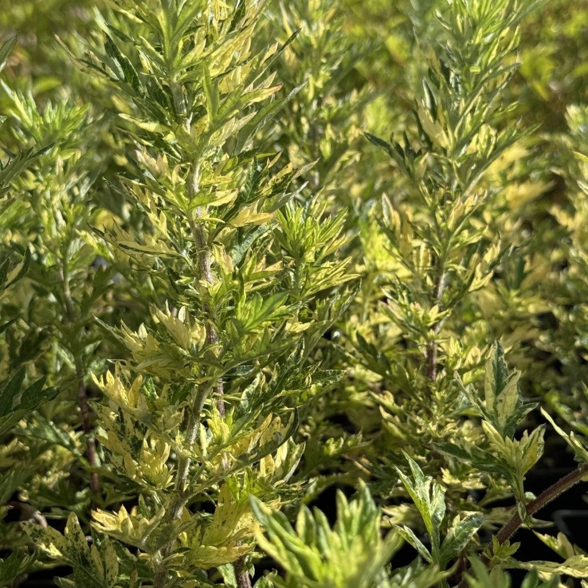 Variegated Mugwort