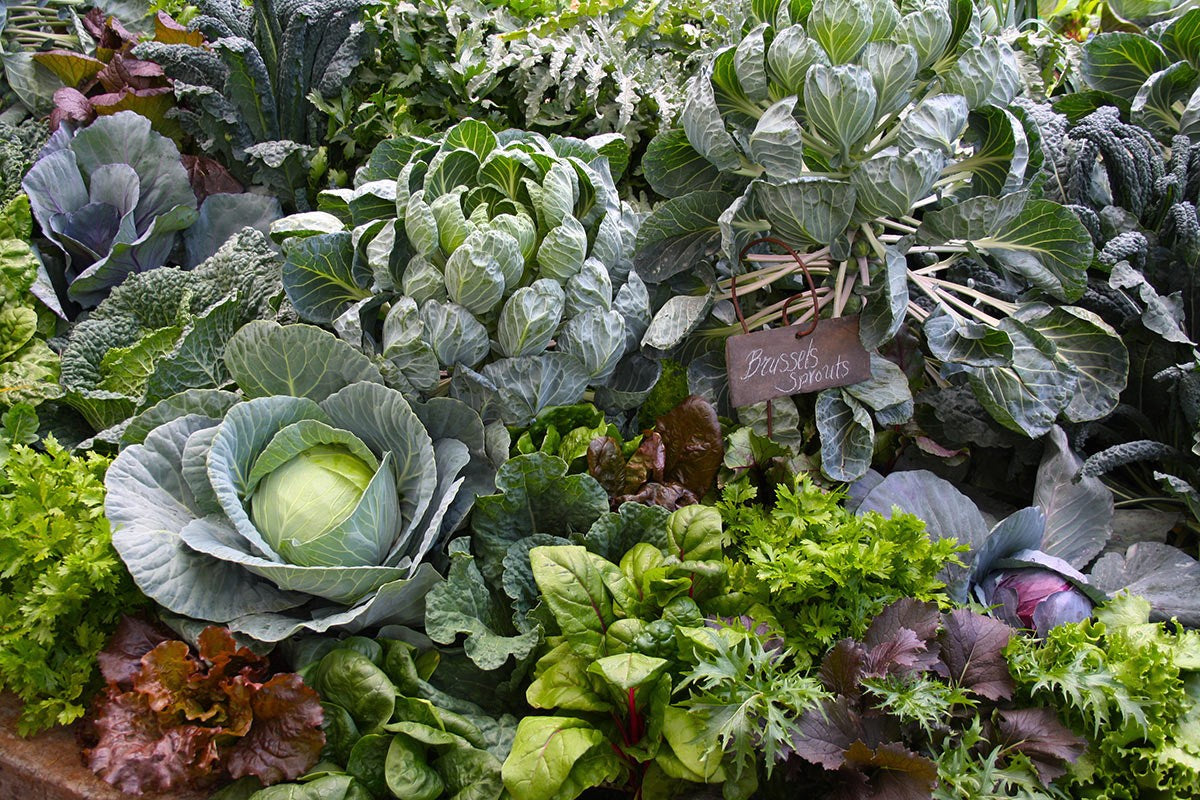 Vegetable Growing Intensive Masterclass