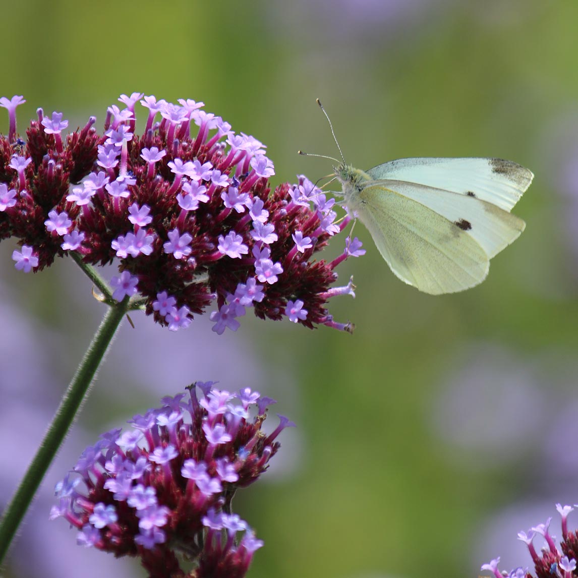 Verbena bonariensis