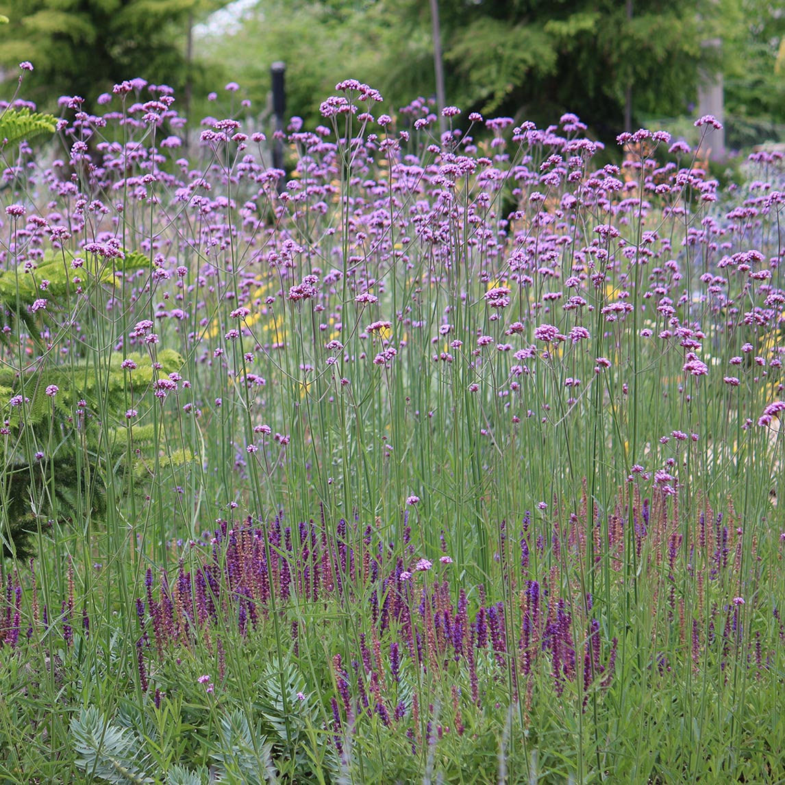 Verbena bonariensis