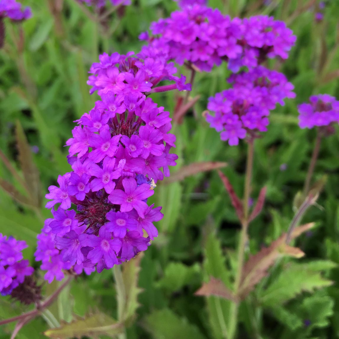 Verbena rigida